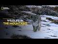 Wildlife in the Mountains | Hostile Planet | Full Episode | S1-E6 | National Geographic
