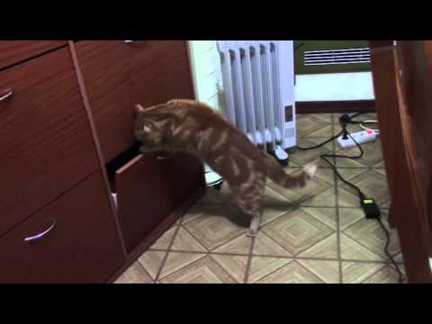 Crazy cat  Smelling the shoes/ Este gato perdeu o juizo!!!