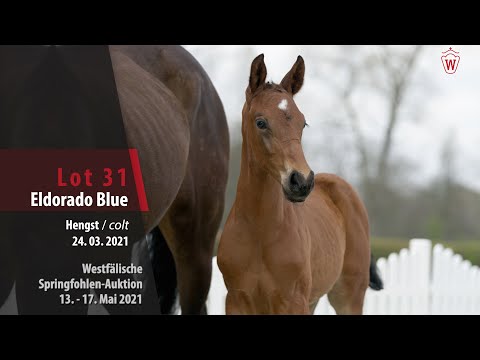 Springfohlen-Auktion 13. - 17. Mai Lot 31 Eldorado Blue Hengst v. Eldorado van de Zeshoek - Armitage