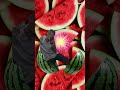 Melancia Frutas Shorts Melancia Viral