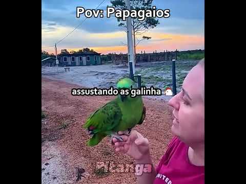Pov: Papagaios #memes #meme #humor #pov