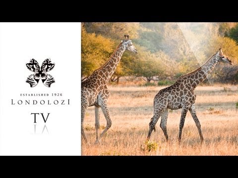Two Giraffe in an Epic Fight - Londolozi
