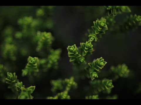 19 :  Question -  Lloyd Price and His Orchestra