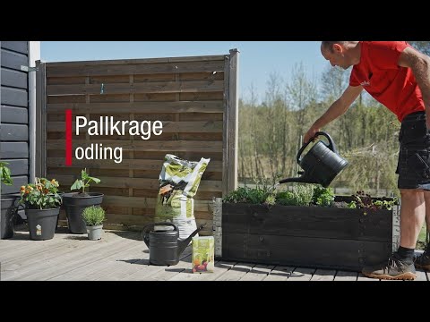 Odla i pallkrage