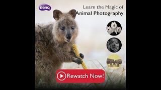 Rewatch WEBINAR | Learn the Magic of Animal Photography with Alex Cearns