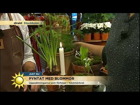 Så ordnar du en modern julgrupp - Nyhetsmorgon (TV4)