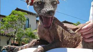 Tom Astor - Ich bin wie Ich bin