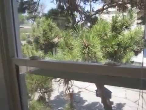 PL2290 - Los Angeles 1+1 Apartment For Rent (Silverlake / Mid-Wilshire)