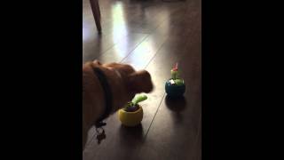 Monty the chihuahua mix going crazy over flowers.