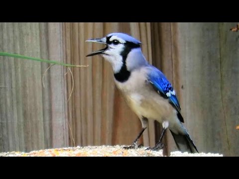 Blue Jay Imitating Red Shouldered Hawk Call