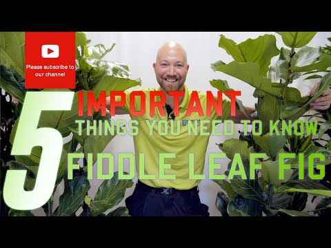 5 important things you need to know regarding Ficus lyrata Fiddle Leaf Fig🌱