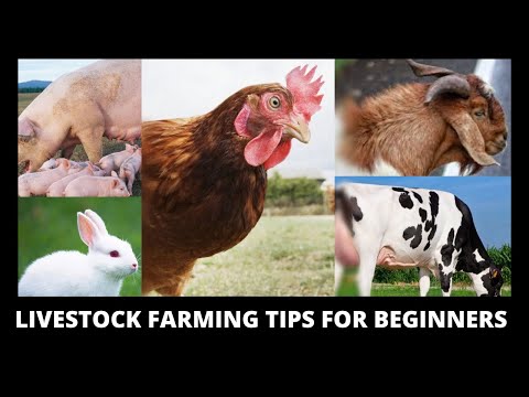 , title : 'LIVESTOCK FARMIING TIPS FOR BEGINNERS // 5 Mistakes to Avoid'