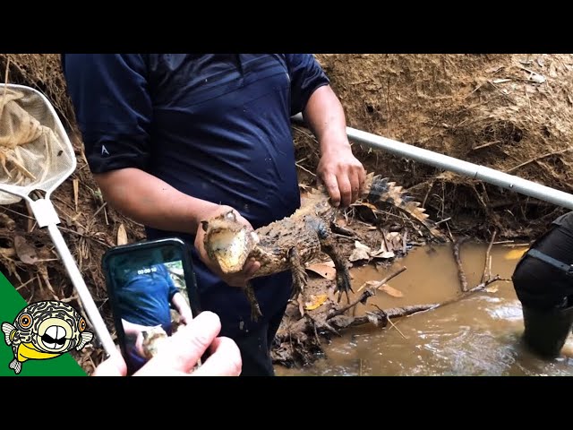 Catching Wild Fish For Fish Tank - Peru Vlog #3