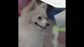 Comment choisir le meilleur séchoir de toilettage pour chien?