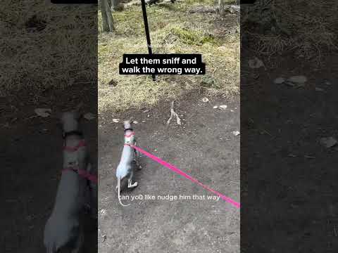 Reminder: Be PATIENT with your cat