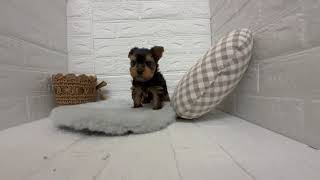 ヨークシャーテリアの動画01