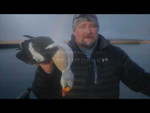 To Kill a King Eider  "Benelli "  Aleutian Island Waterfowlers