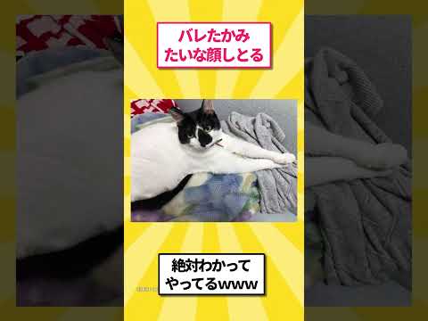 うちの猫が証拠隠滅しとった話 #ゆっくり解説 #ねこたんの解説 #2ch #ねこたんの解説 #保護猫