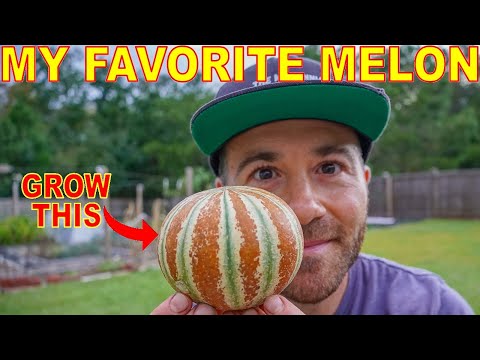 The Kajari Melon Is The BEST Melon You've Never Heard Of