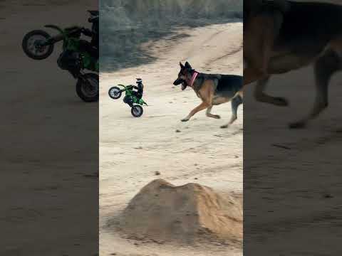 🔥 Moto vs Perro [Música] Versus & Carreras Motocross Extremo #moto #music #perros