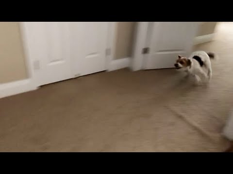 Henry the Jack Russell Terrier Dog Has Another Case of the Zoomies