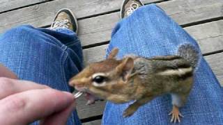 preview picture of video 'Chipmunk eating from my hands'