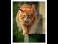 Рыжий кот Мурлыка 