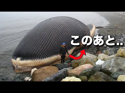 衛星が座礁したクジラを追跡