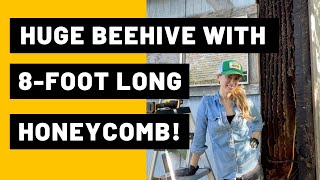 Download lagu Huge Beehive with 8 foot Long Honeycomb... mp3