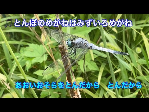 低木バラ 'スーベニール ドゥ ラ マルメゾン' 植物