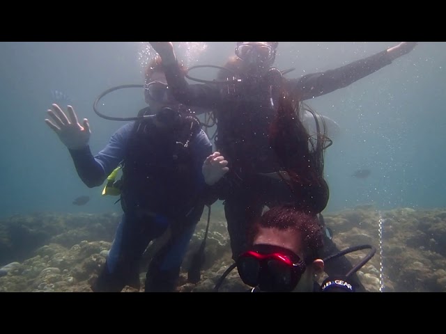 Reef encounters scuba diving (Okinawa)