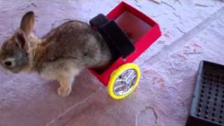 Инвалидная тележка для парализованного крольчонка