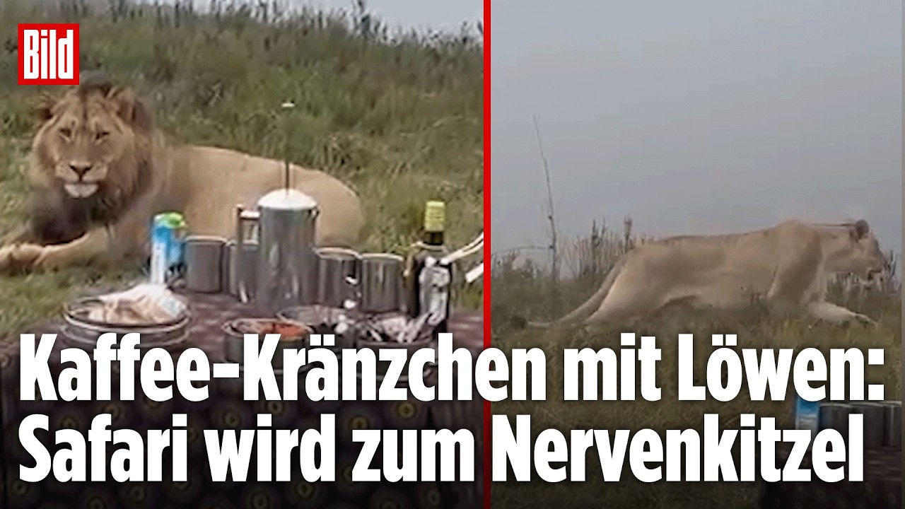 Löwenrudel stört Kaffee-Kränzchen: Gefährliche Nähe in der Wildnis