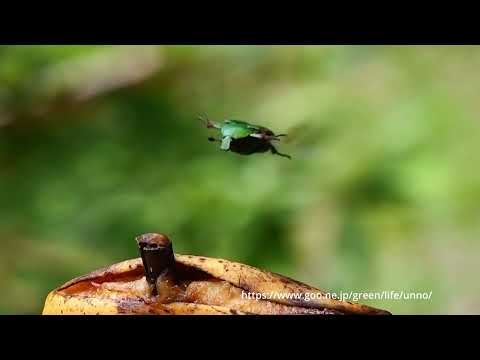 アオカナブン、バナナに飛来