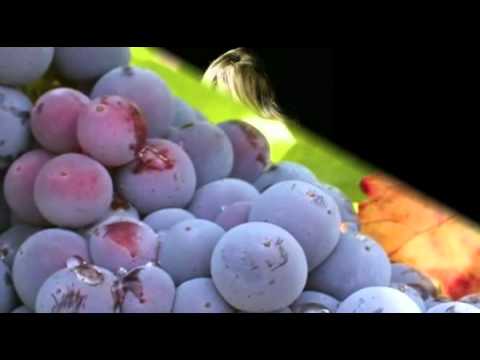 Když dozrálo víno - Petr Spálený