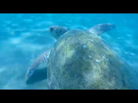 Leon El Ray & CrazyM Ft Inusa Dawuda - Soul Food