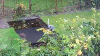 preview picture of video 'Natuur/Nature 44: Reiger op jacht / Hunting Heron /October 30th'