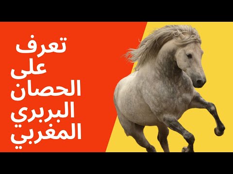 , title : 'الحصان البربري المغربي| اقدم سلالات الخيول|الفرق بين الحصان العربي الاصيل و الحصان البربري'