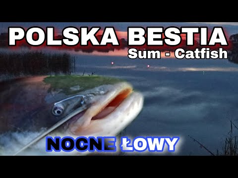 Sum - Catfish Bestie Polskich Wód Polują Nawet Na Ptaki! PIERWSZA NOCKA NA RYBACH? Do 3 razy sztuka.