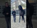 Jango NP - PRE Pura Raza Española 2017 por INTIMO SALVATELLA