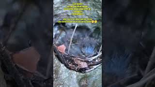 Download lagu baby mountain tledekan #birds #chirpingmaniaindonesia #mountain tledekan mp3