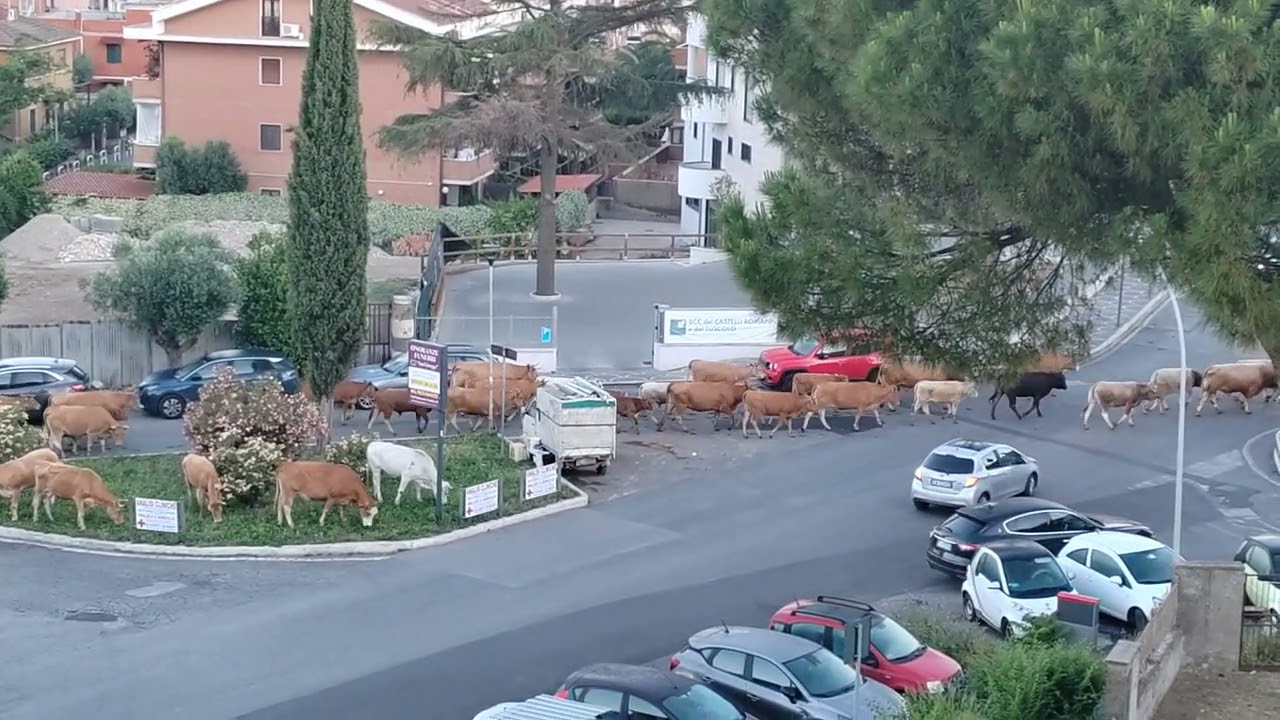 Mandrie di mucche e greggi di pecore attraversano Santa Maria delle Mole (Marino): è la transumanza