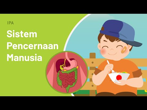 Sistem Pencernaan Manusia: Proses Pencernaan Pada Tubuh Manusia