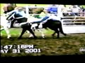 AFV Elastic Snap