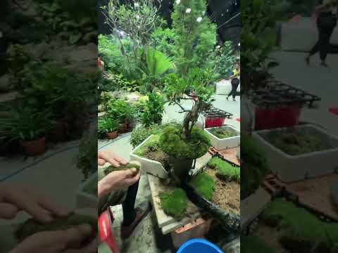 jardin-pente-terrassement-muret-pierre-graminées