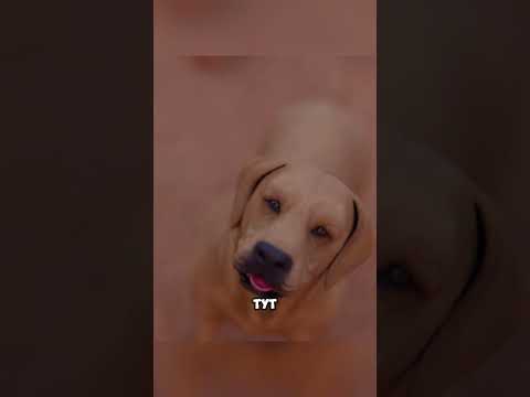 Это вся разница между слоном и собакой @AfrimaxEnglish