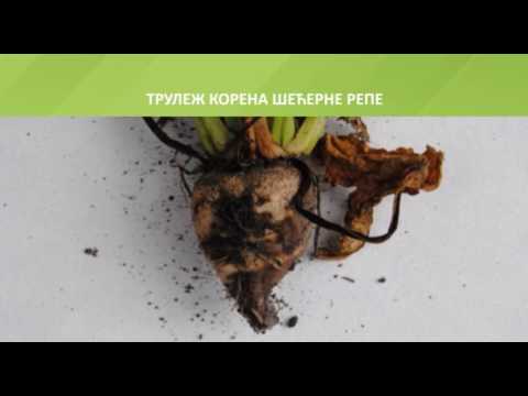Zelena prognoza, 13.3.2017. - O važnosti plodoreda u proizvodnji šećerne repe