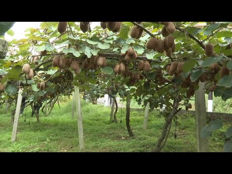 Boa colheita de kiwis, vendendo bem on-line e em lojas no condado de Shuwen, província de Guizhou