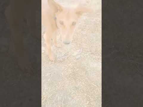 #funny 🐕🐕 dog 🐶🐕