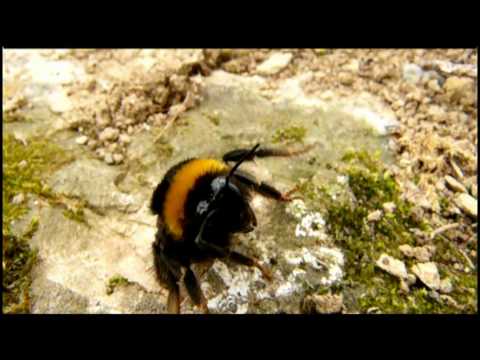 download lagu mp3 mp4 Pink Parfait Mandevilla, download lagu Pink Parfait Mandevilla gratis, unduh video klip Pink Parfait Mandevilla